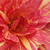 Vörös - sárga - Teahibrid rózsa - Ambossfunken